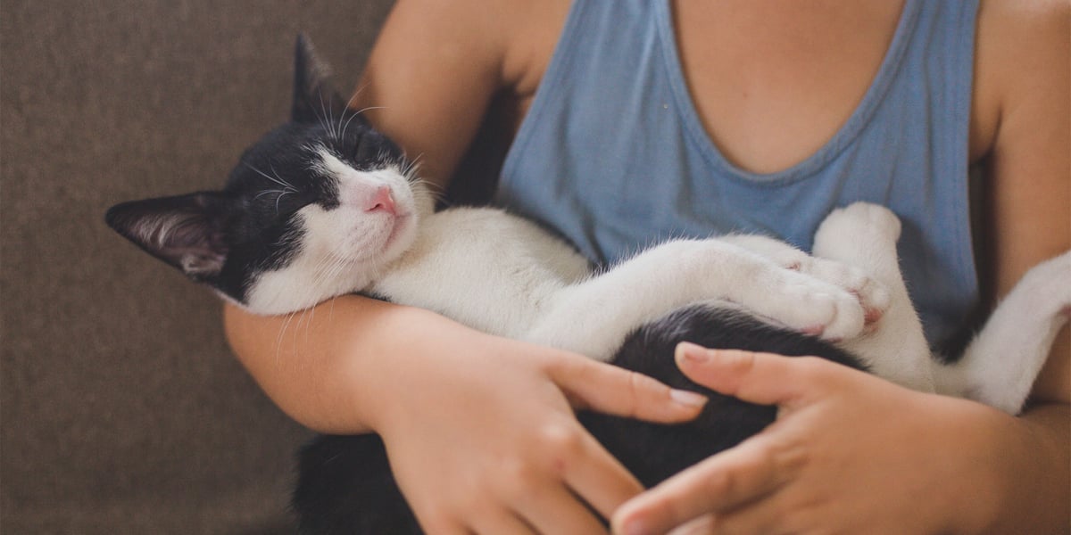 Waggel Blog How To Pick Up A Cat Correct Way To Handle A Cat