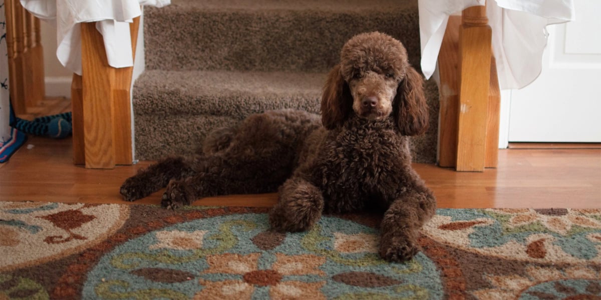 Waggel Blog Dogs That Don't Shed Dog Breeds With Little to No Shedding