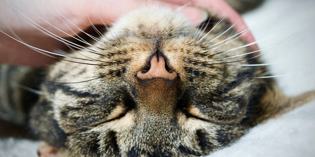 Waggel Blog Do Cat Whiskers Grow Back How Long Does it Take?