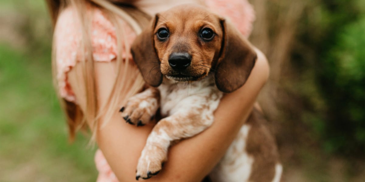 Waggel Blog Dachshund Names Top 20 Names for Sausage Dogs