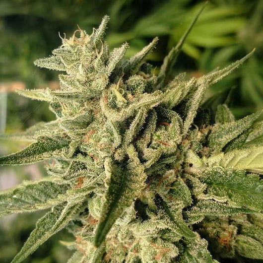 Strain: 707 Seedbank | Seedmaker: 707 Seedbank