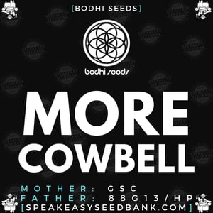 Speakeasy presents More Cowbell (Bodhi Seeds)