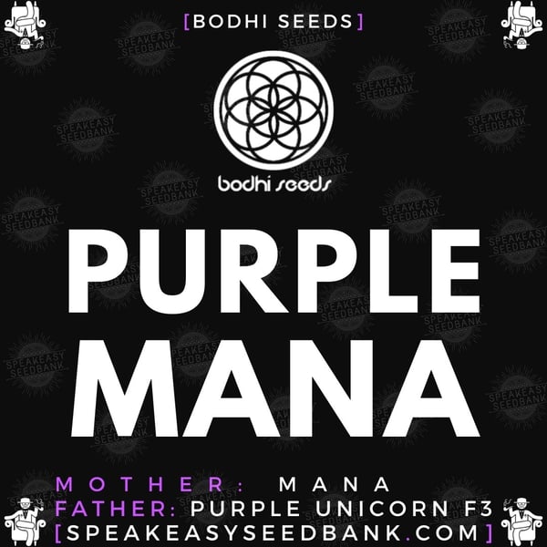 Speakeasy presents Purple Mana by Bodhi Seeds
