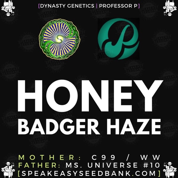 Speakeasy presents Honey Badger Haze by Dynasty Genetics