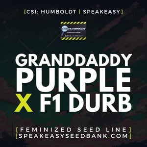 Granddaddy Purple x F1 Durb by CSI Humboldt