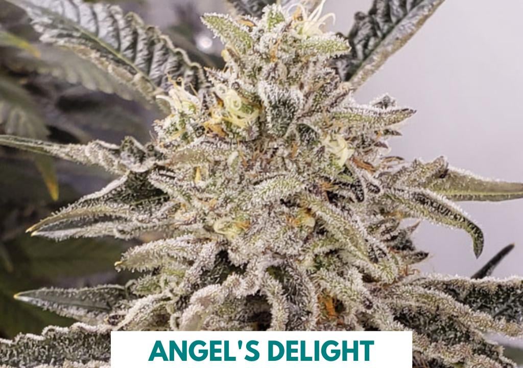 707 Seed Bank – Cat Piss & Chem Dawg Seeds By Sha Bud 707 Seed Bank – Cat Piss & Chem Dawg Seeds By Sha Bud