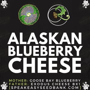 Alaskan Blueberry Cheese by Relic Seeds
