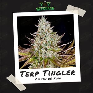 Terp TIngler by 707 Seedbank