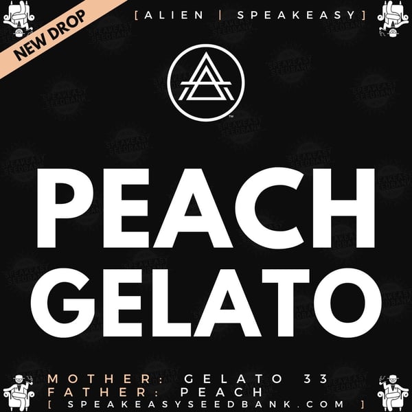 Speakeasy presents Peach Gelato