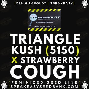 CSI Humboldt presents Triangle Kush (5150) x Strawberry Cough