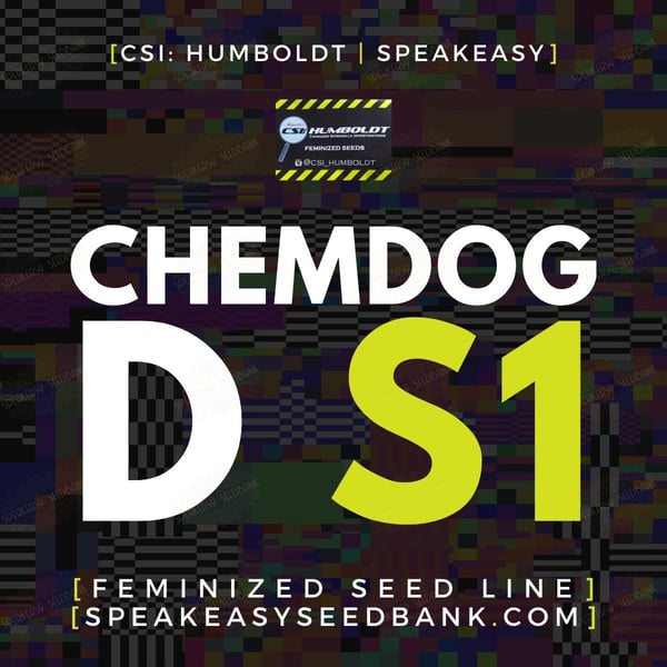 Chemdog D S1 by CSI Humboldt