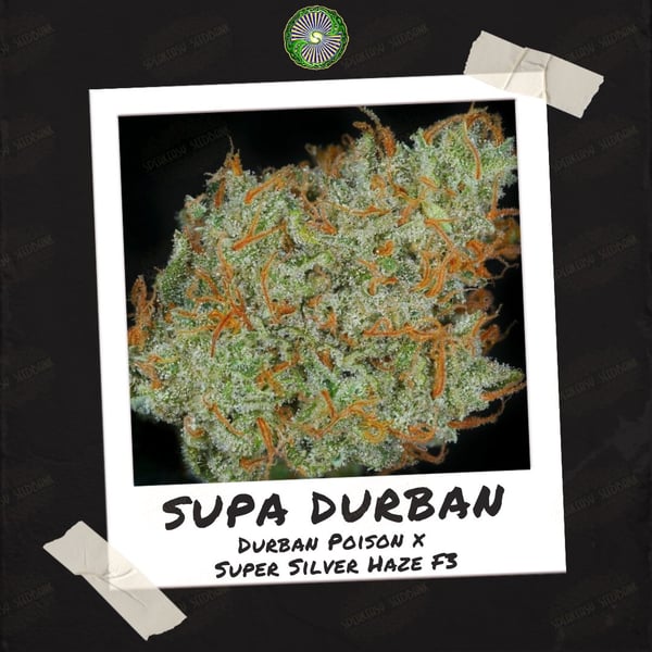 Supa Durban by Dynasty Genetics