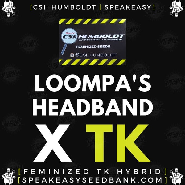 Speakeasy presents Loompa's Headband x Triangle Kush by CSI Humboldt