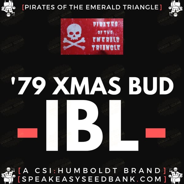 79 Xmas Bud • The Christmas Tree Strain Comes Once A Year?