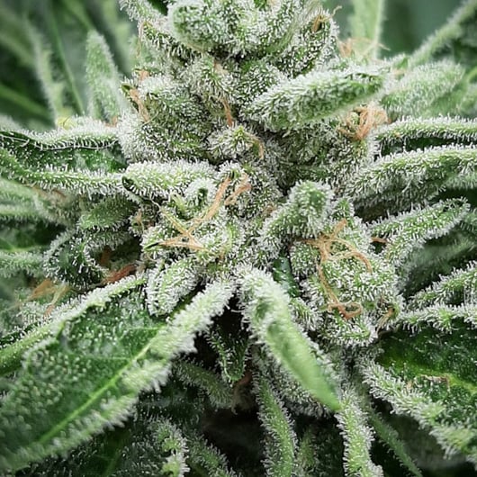 Strain: Eye Candy | Seedmaker: 707 Seedbank