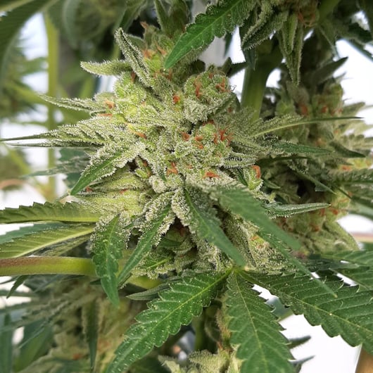 Strain: Blue Nectar | Seedmaker: 707 Seedbank