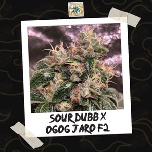 Sour Dubb x OG OG Jaro F2 by Freeborn Selections