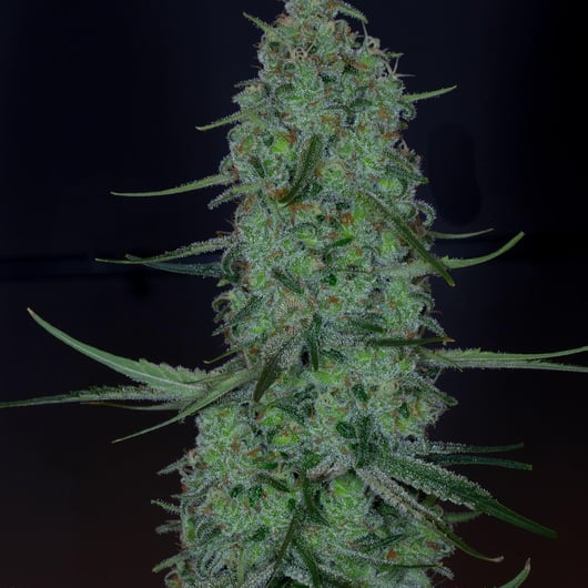 Dynasty Genetics presents Megafauna