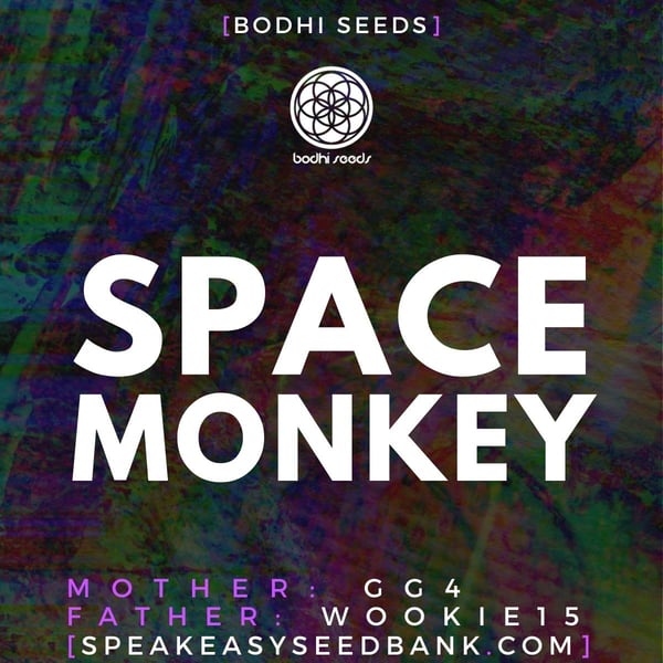 Space Monkey by Bodhi Seeds