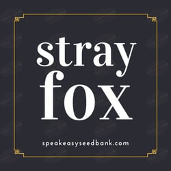 Strayfox Gardenz | Speakeasy Collection
