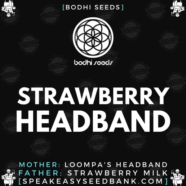 Speakeasy presents Strawberry Headband (Bodhi Seeds)