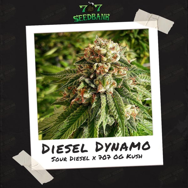 Diesel Dynamo by 707 Seedbank