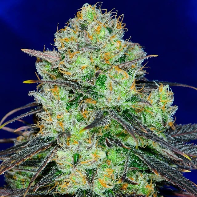 Pineapple Fields Strain Dynasty Seeds Speakeasy