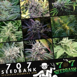 707 Seedbank | Speakeasy Collection