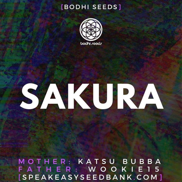 Sakura by Bodhi Seeds