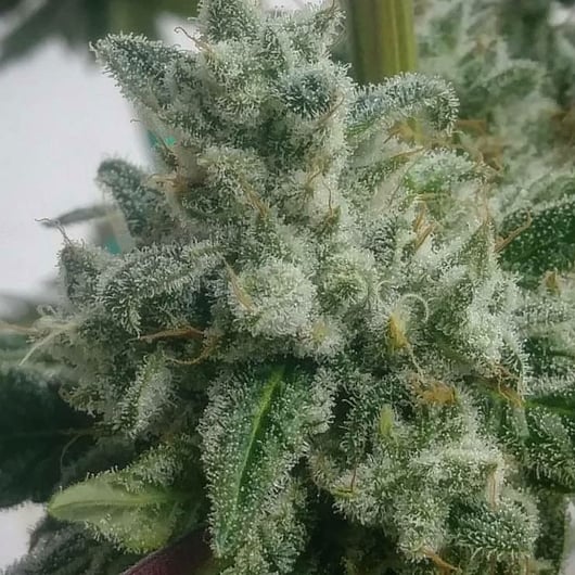 Strain: Dogma | Seedmaker: 707 Seedbank