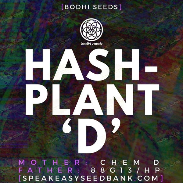 Hashplant D by Bodhi Seeds