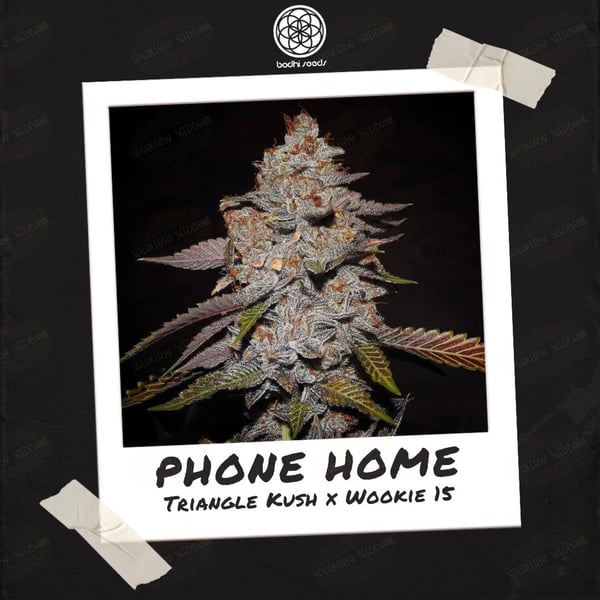 Phone Home - Image 2