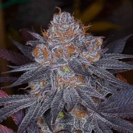 Speakeasy presents Dynasty Genetics