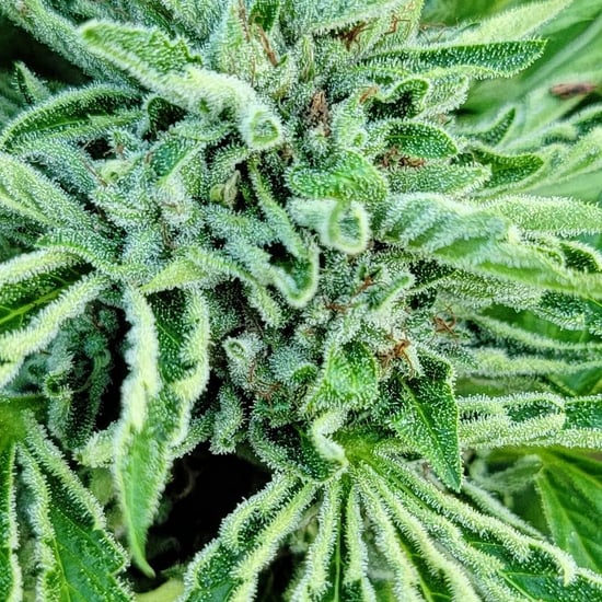 SkyCuddler Double Kush F4