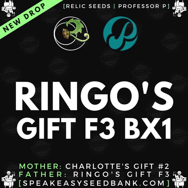 Speakeasy presents Ringo's Gift F3 BX1 by Relic Seeds