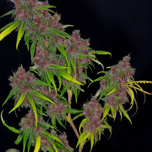 Speakeasy presents Huckleberry Starship