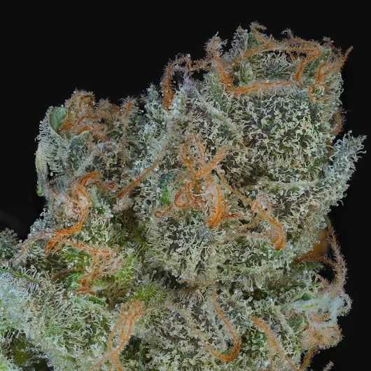 Dynasty Genetics presents Crater Lake V6