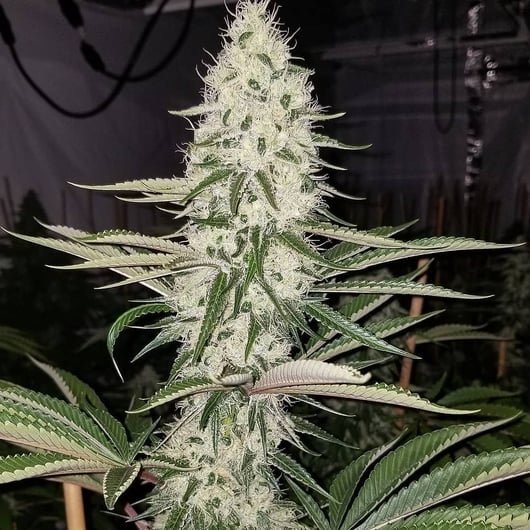 Strain: Chasca | Seedmaker: Skunk VA (Lucky Dog Seed Co)