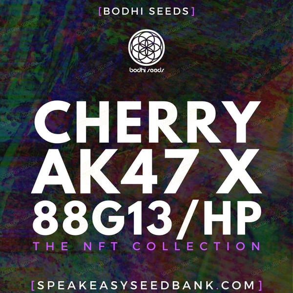Cherry AK 47 x 88G13 Hashplant by Bodhi Seeds