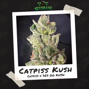 Catpiss Kush by 707 Seedbank