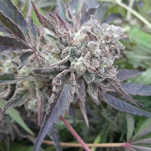 Strain: Hollywood | Seedmaker: 707 Seedbank