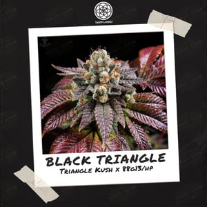 Black Triangle by Bodhi Seeds