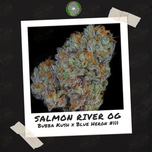 Salmon River OG by Dynasty Genetics