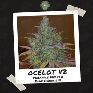 Ocelot V2 by Dynasty Genetics