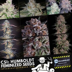 CSI: Humboldt | Speakeasy Collection