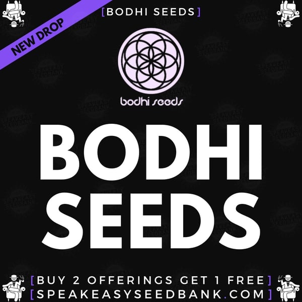 Speakeasy presents Bodhi Seeds