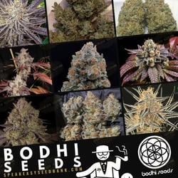 Bodhi Seeds | Speakeasy Collection
