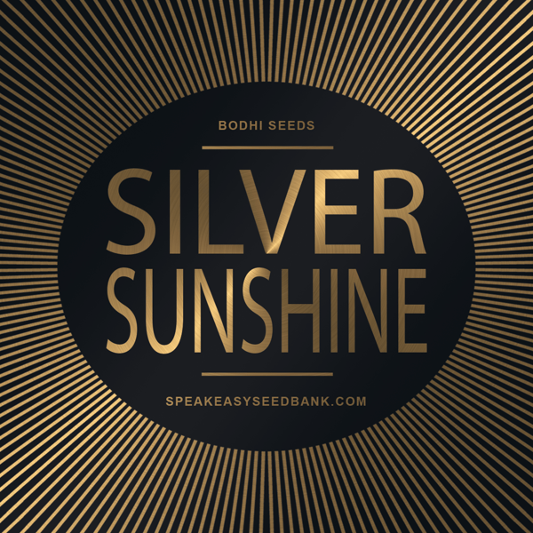 Bodhi Seeds presents Silver Sunshine