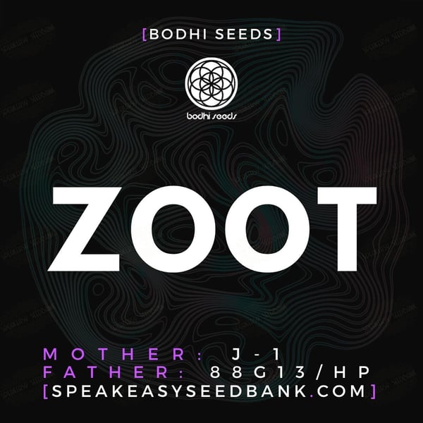 Zoot by Bodhi Seeds