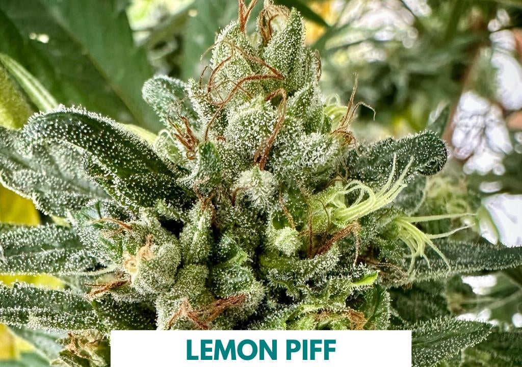 707 Seed Bank – Cat Piss & Chem Dawg Seeds By Sha Bud